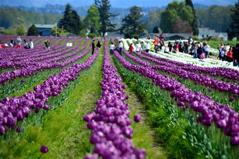 Tulpenfestivals