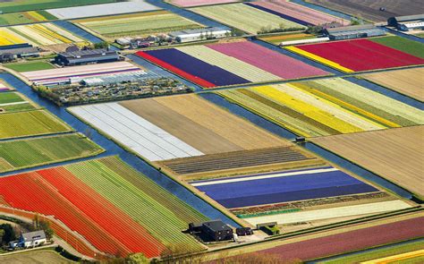 Tulip Fields from Above