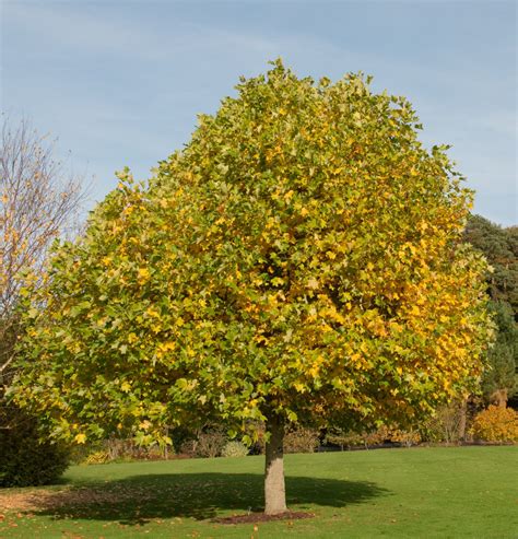 Tulip Tree Image