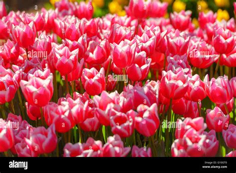 Tulip field close-up