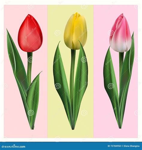 Tulips: Spring`s Cheerful Messengers