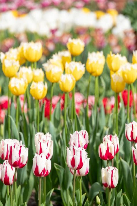 Tulips: Vibrant Spring Delights