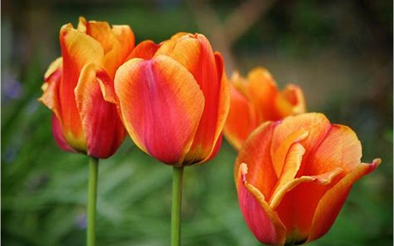 types of bulb flowers