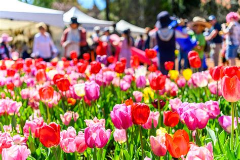 Tulips Greetham VIP Collection: 2026 Premium Content