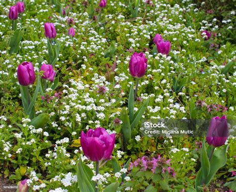 Tulips Harbingers of Spring