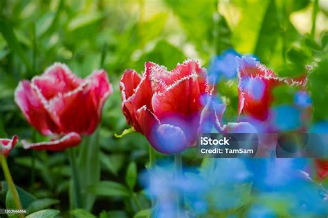 Tulips Spring s Vibrant Messengers