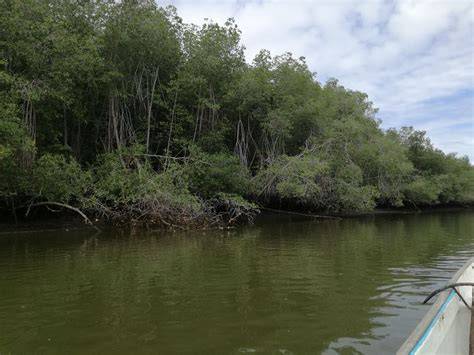 Tumbes Mangroves Ecosystem