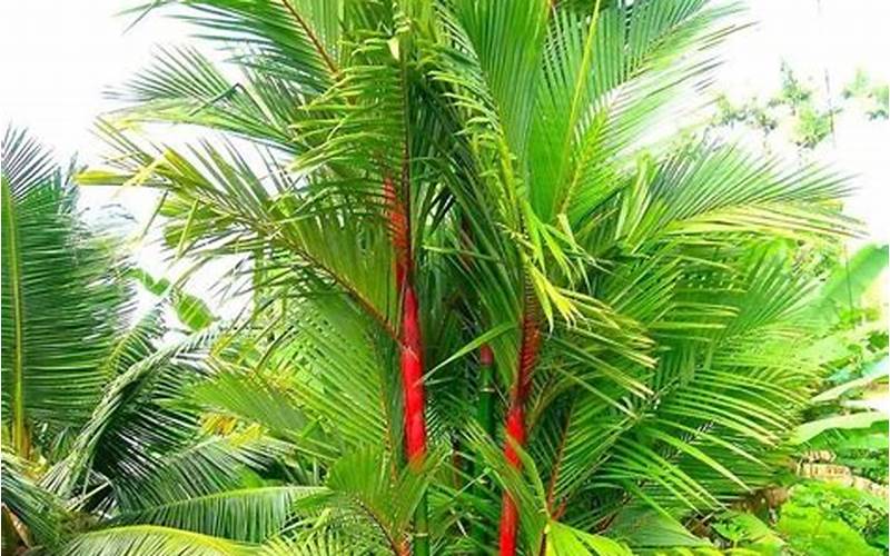 Tumbuhan Palm