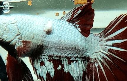Tumors On Betta Fish