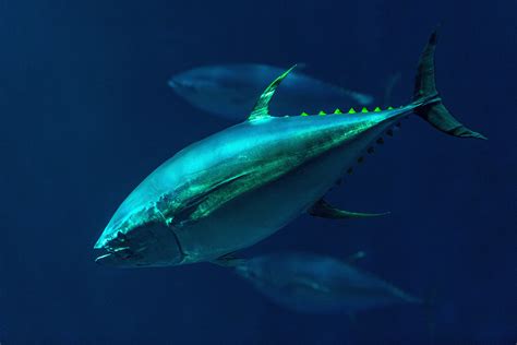 Tuna