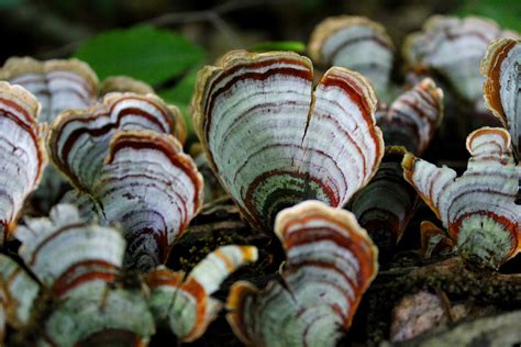 Turkey Tail