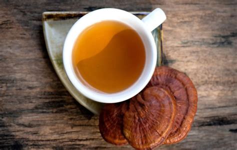 Turkey Tail Tea Recipe