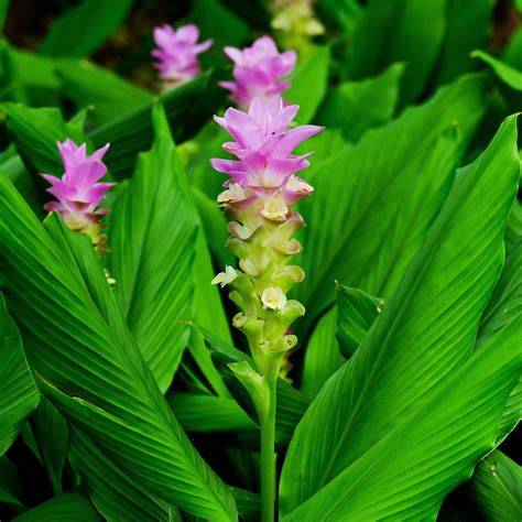 Turmeric (Curcuma Longa)
