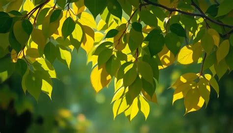 Turning Leaves Therapy