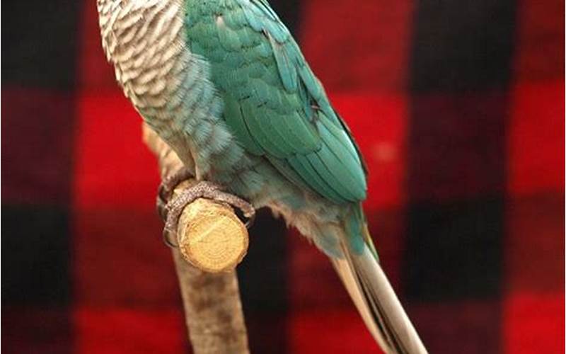Turquoise Green Cheek Conure Care Requirements