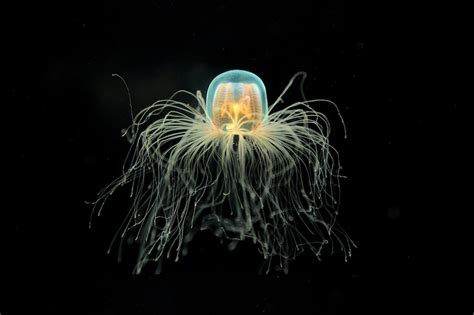 Turritopsis Dohrnii