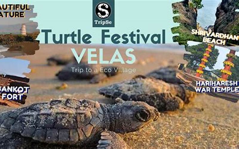 Turtle Festivals