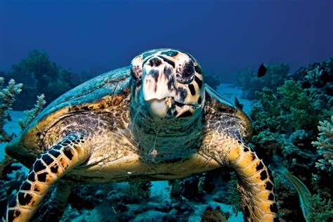 Turtle Behavior and Habitats