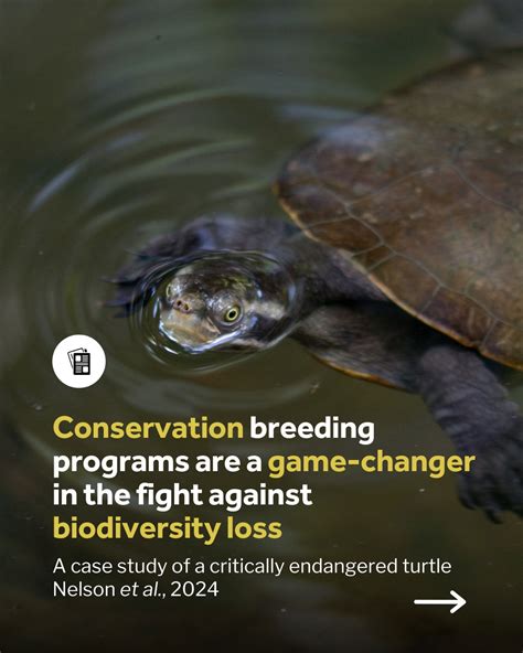 Turtle Breeding Programs