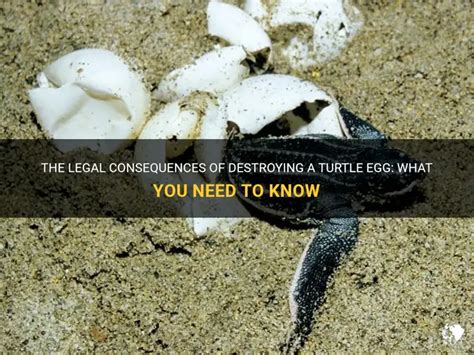 Turtle Egg - Environmental Conditions