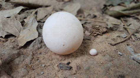 Turtle Egg - Temperature