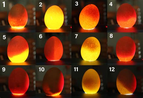 Turtle Egg Candling Chart
