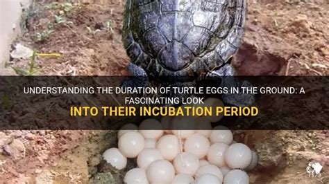 Turtle Egg Incubation Period