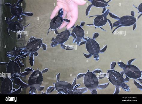 Turtle Hatchery