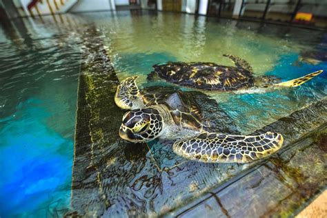 Turtle Hatchery Amenities