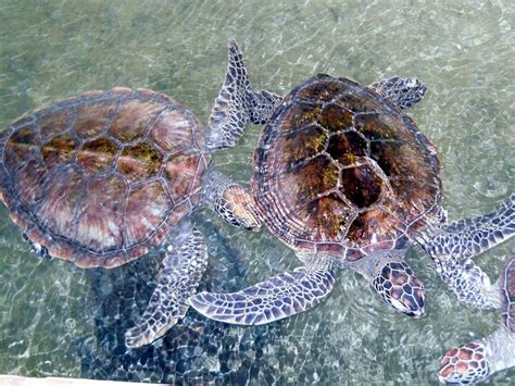 Turtle Hatchery Bentota