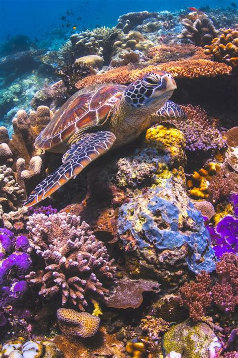 Turtle Reefs