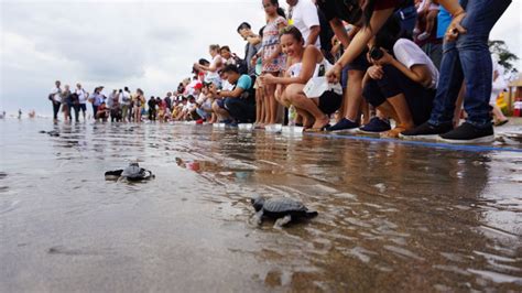 Turtle Release Bali