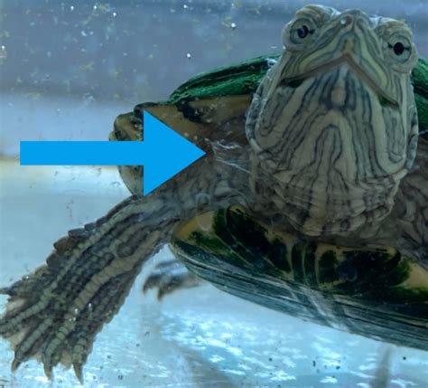 Unveiling the Mystery: Discover the Fascinating Process of Turtle Shedding Skin on its Legs