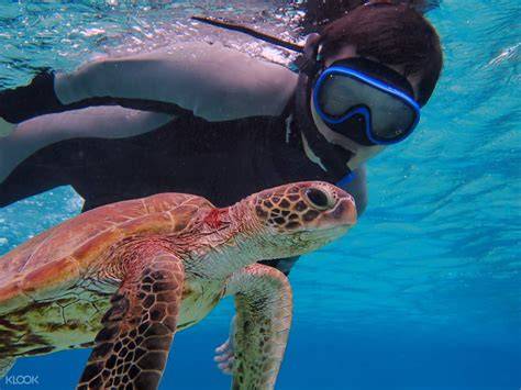 Turtle Snorkeling Experience