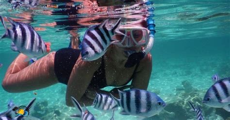 Turtle Snorkeling Zanzibar