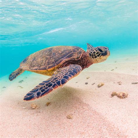 Turtle Spotting Tour Tips