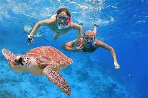 Turtle Swim Experience
