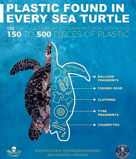 Turtle Watching Avoid Plastics