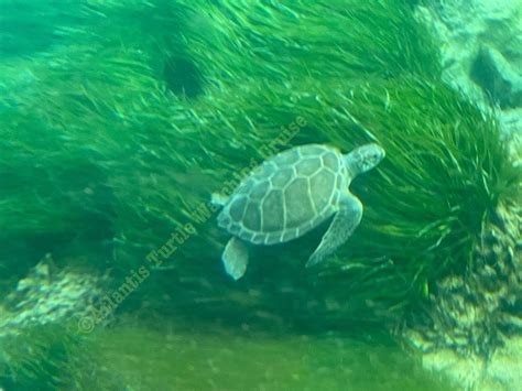 Turtle Watching Boat