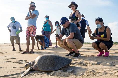 Turtle Watching Guides