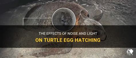 Turtle Watching Noise Light