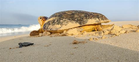 Turtle nesting Boa Vista