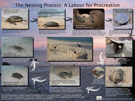 Turtle nesting process