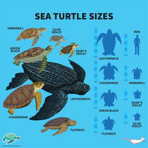 Turtle size