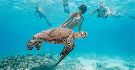 Turtle snorkeling experiences