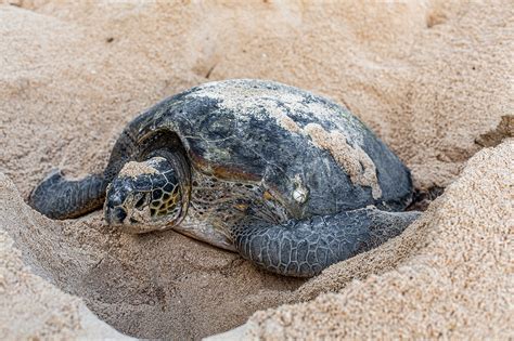 Turtle Covering Eggs