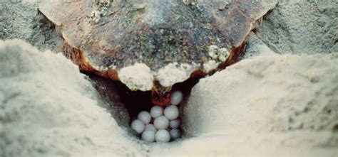 Turtle Nesting Process