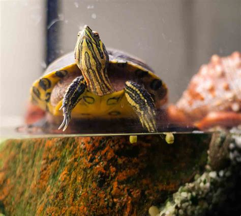 Turtles Aquarium Trip Review: Is it Worth Your Time?