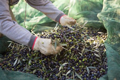 Tuscan Olive Producers