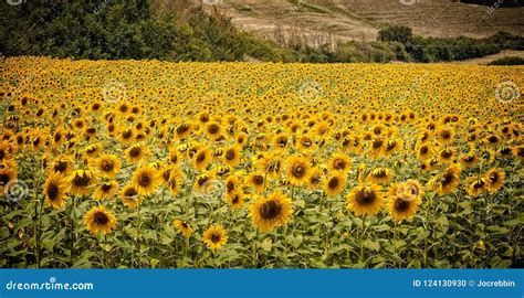 Sunflowers in Tuscany